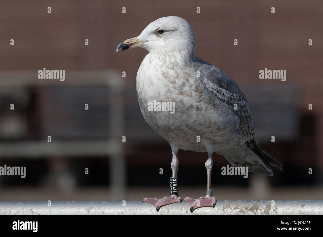 Aringa Gabbiano (bambino) con anello Foto Stock