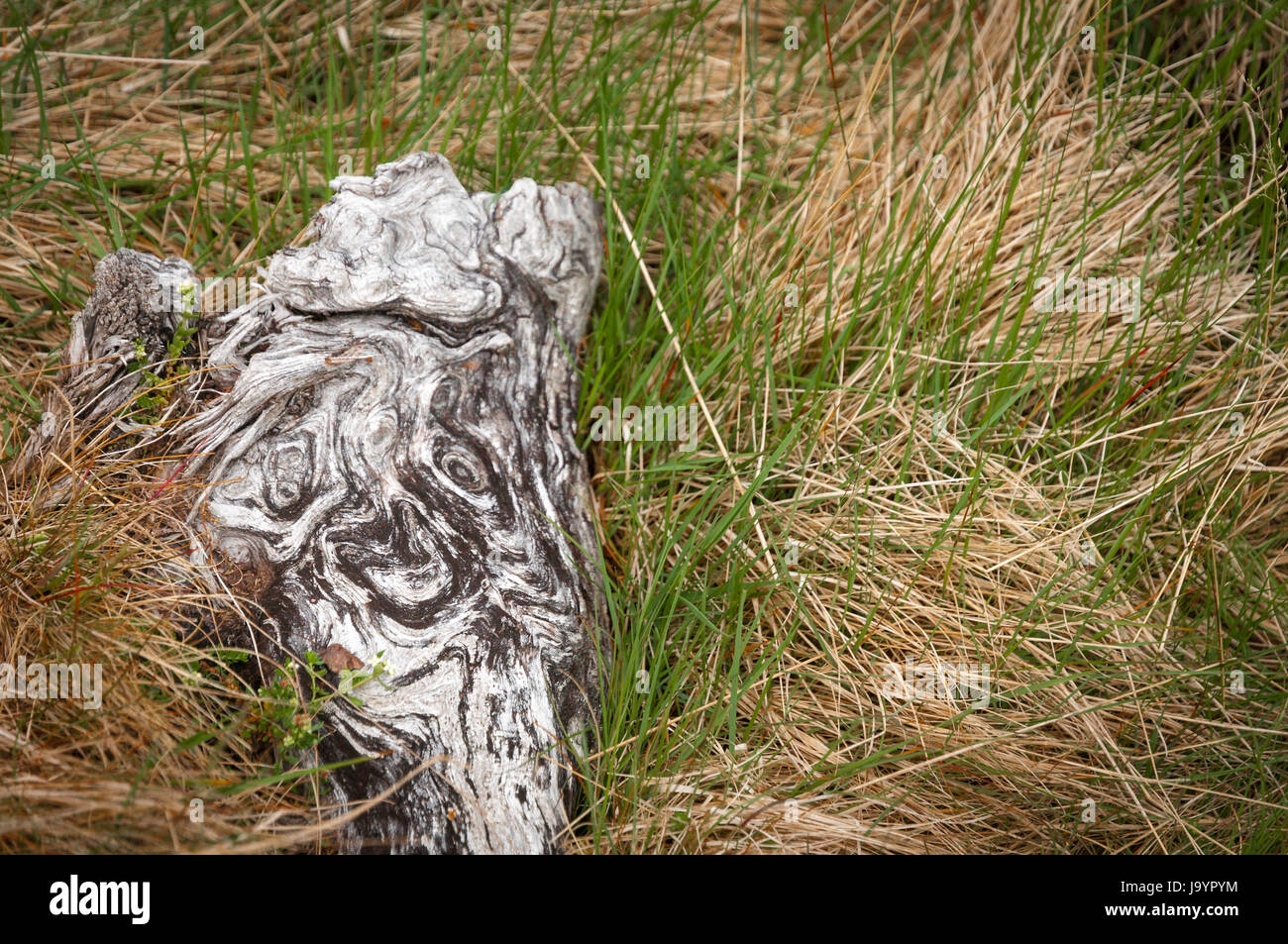 Ciò che appare come "Il Grido" da Edvard Munch, su un pezzo di legno. Foto Stock