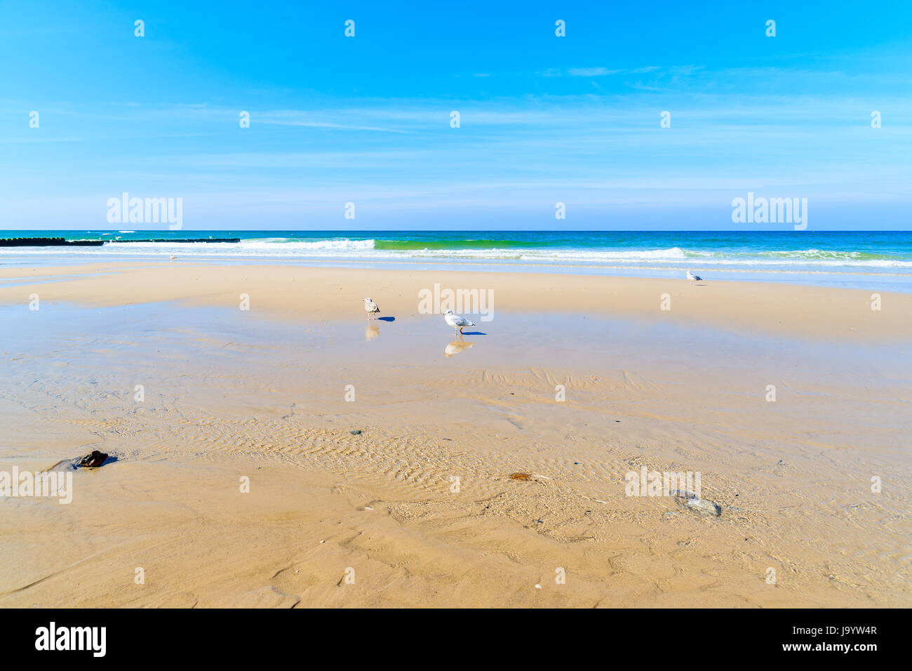 Gabbiani in acqua sulla spiaggia di Kampen, isola di Sylt, Mare del Nord, Germania Foto Stock