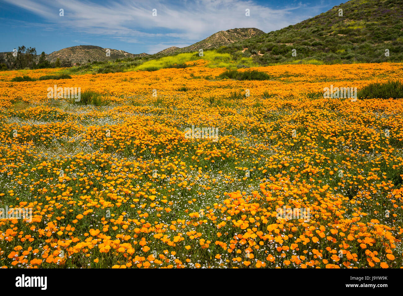 La molla della California fioritura di papavero sul pendio di una collina vicino a Murrieta, California, Stati Uniti d'America. Foto Stock