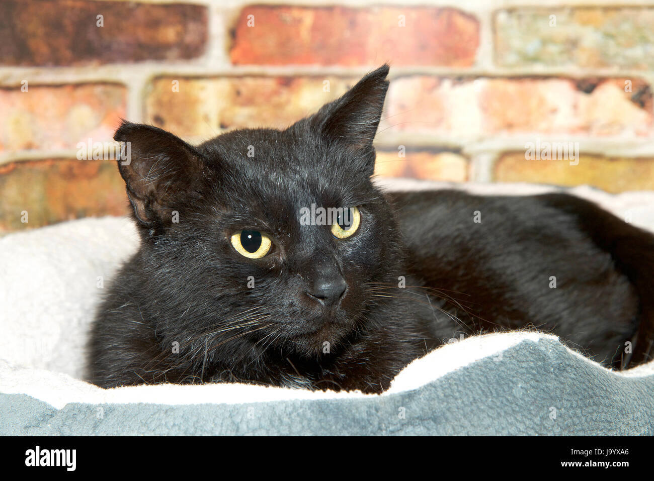Ritratto di un nero tabby gatto con gli occhi gialli che stabilisce nel lettino pet guardando ai telespettatori di destra. Rosso ruggine muro di mattoni in background. Foto Stock
