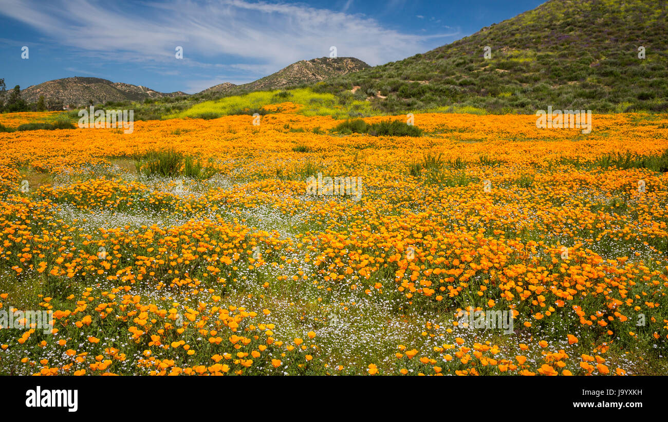 La molla della California fioritura di papavero sul pendio di una collina vicino a Murrieta, California, Stati Uniti d'America. Foto Stock