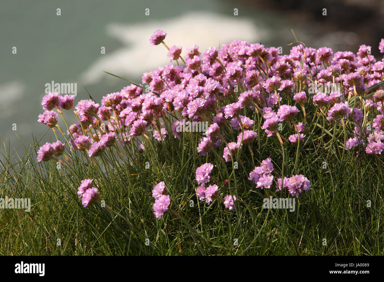 Nel Regno Unito, in Galles, Pembrokeshire, Solva, Rosa parsimonia, Armeria maritima crescente sul bordo scogliera Foto Stock