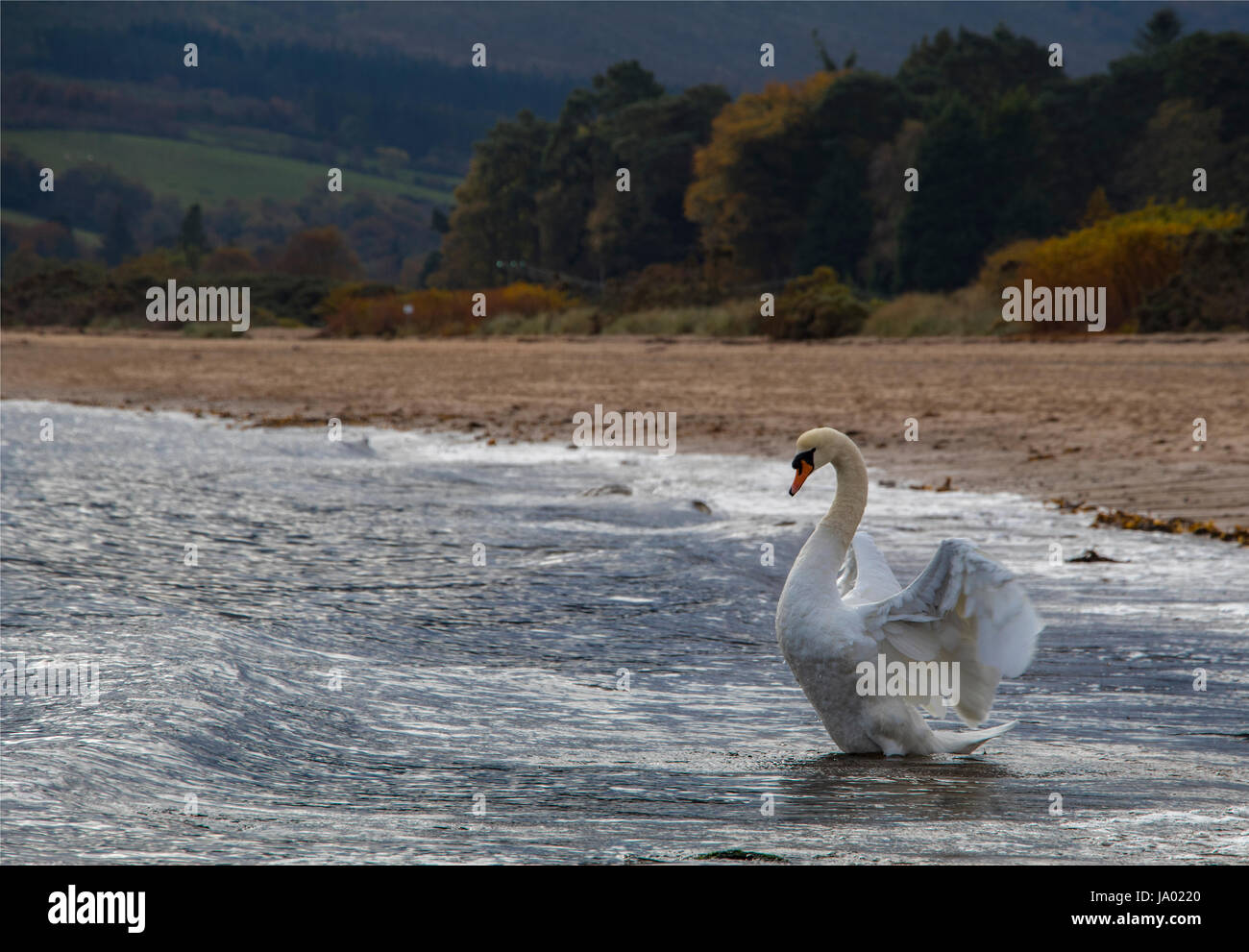 Un maestoso Swan si diffonde è ali sulla riva autunnali di Brodick, sull'isola di Arran, nello Ayrshire, in Scozia. Foto Stock