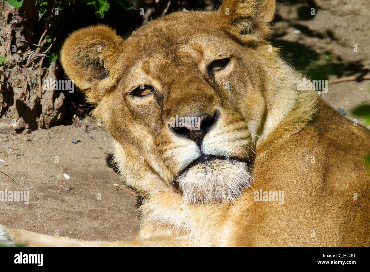 Immagine muso animale selvatico adulto appoggio leonessa Foto Stock