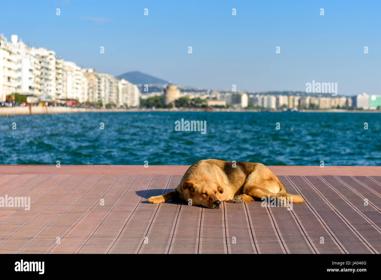 Sleeping street cane sul molo in legno a Salonicco, in Grecia con la torre bianca in background Foto Stock
