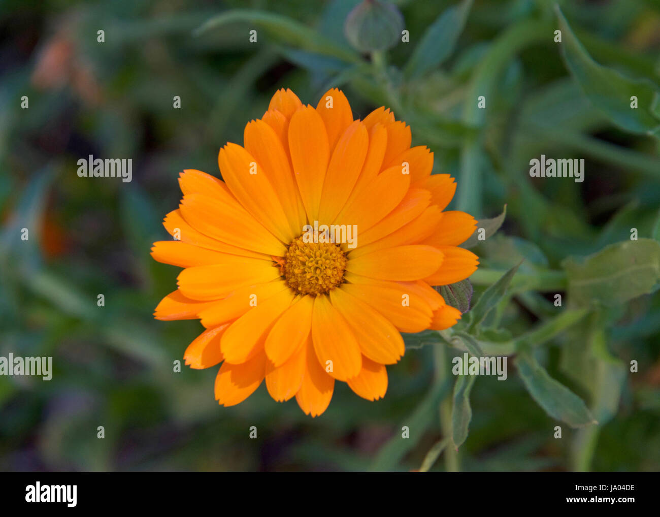 Uno arancione margherita con sfondo di foglie verdi. Foto Stock