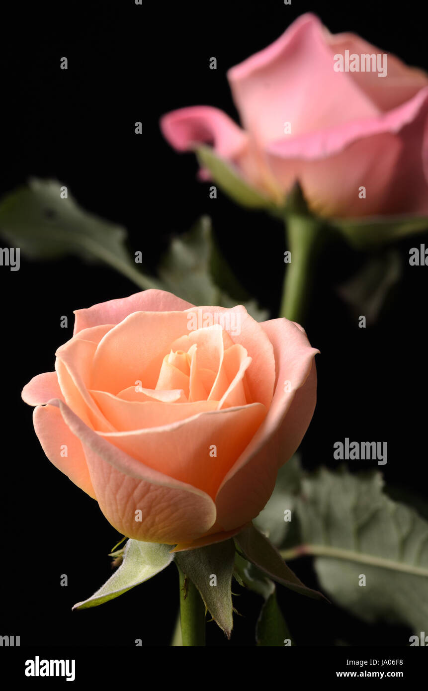Giallo, Arancione, Rosa Rose cremosa isolati su sfondo nero, multicolore e sognanti colori tenui. Foto Stock