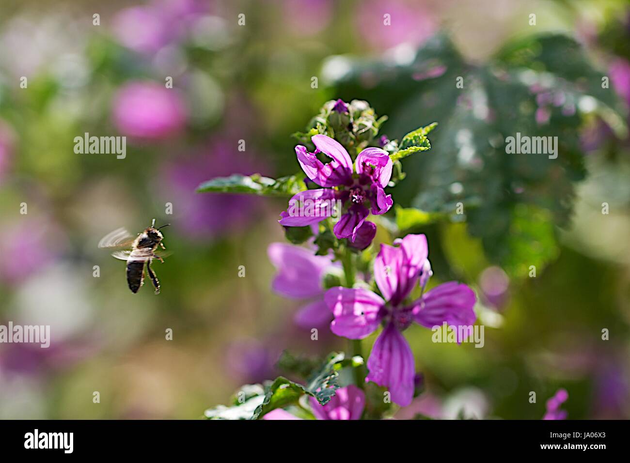 Bee raccogliendo nel passare il puntatore del mouse Foto Stock