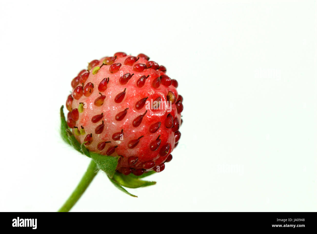Opzionale, piccolo, minuscolo, poco, breve, frutta, aromatico, woodstrawberries, rosso Foto Stock