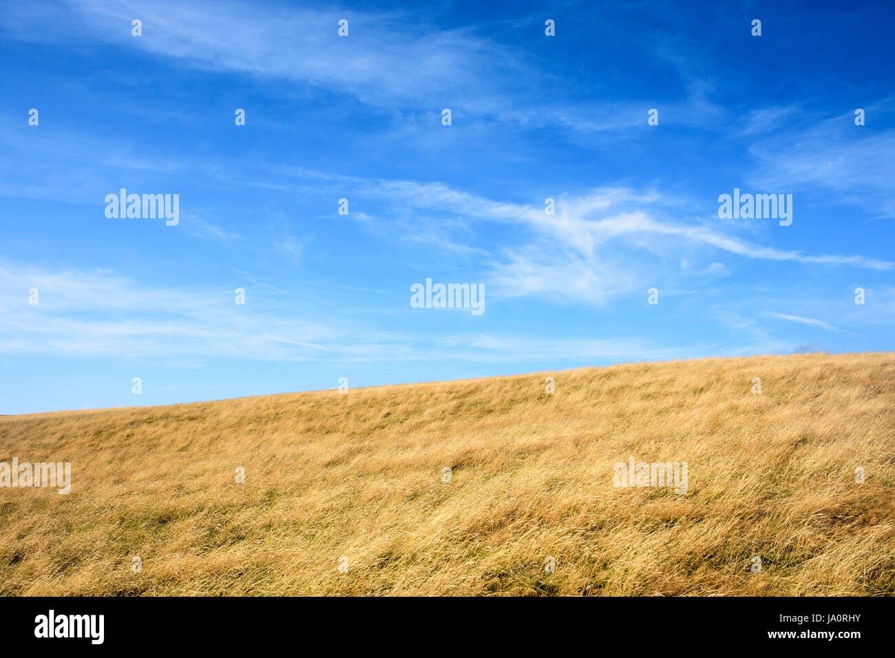 Il fieno prato campi dominano il paesaggio di rotolamento del Purbeck Hills in sud Dorset, Inghilterra. Foto Stock