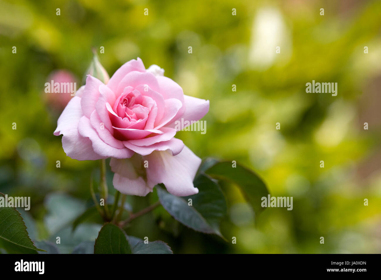 Rosa Felicia fiori in maggio. Foto Stock