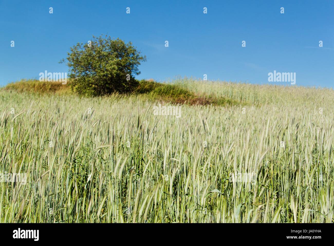 Campo di grano immaturi. La coltivazione di colture agricole. Terreni agricoli nella Repubblica Ceca Foto Stock