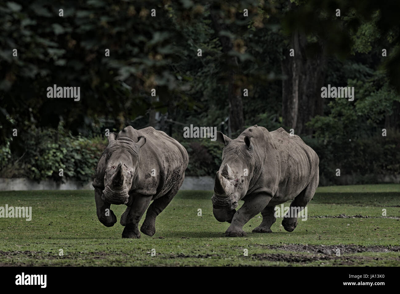 Rhino Foto Stock
