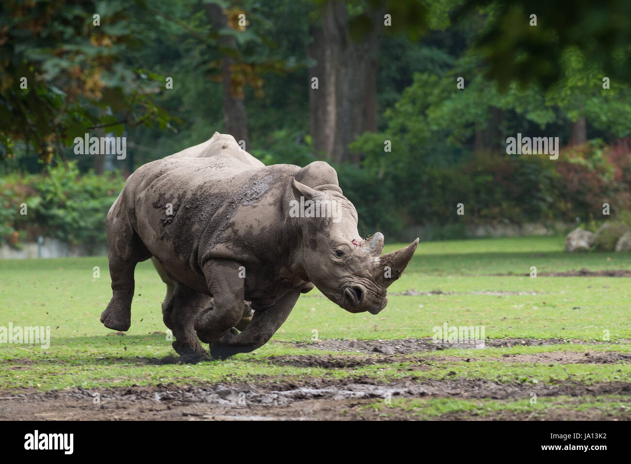 Mammifero, africa, zoo, Rhino, rinoceronte, Rhino, rinoceronti, afrikanisch in via di estinzione Foto Stock