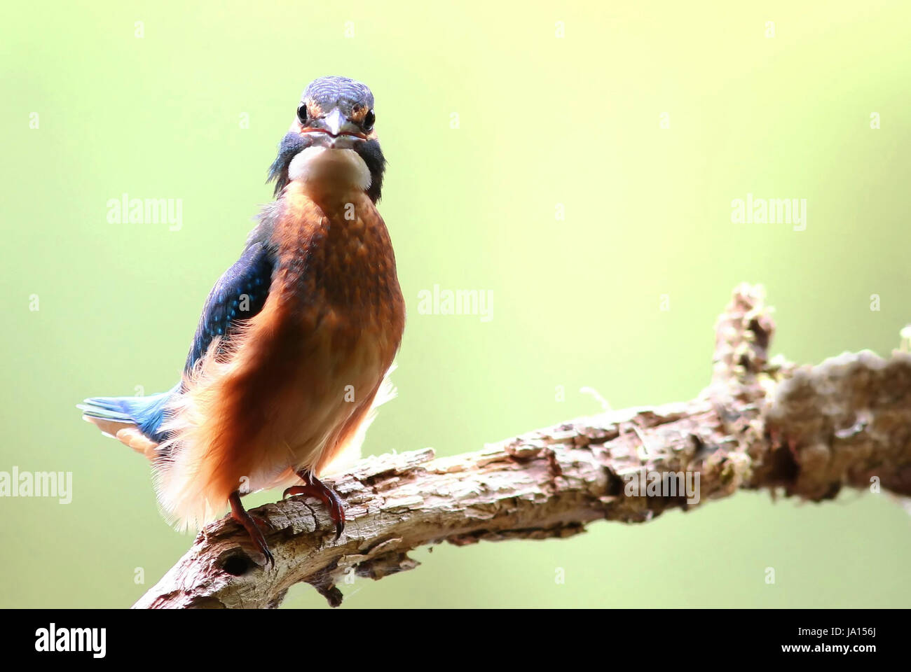 Ambiente, ambiente, animali, uccelli, animali, uccelli, natura, blu Foto Stock