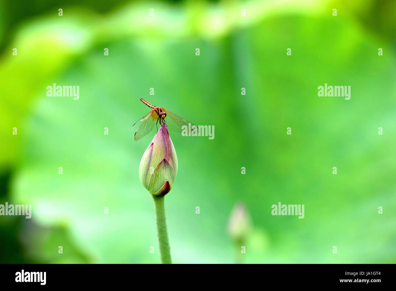 Guilin, della Cina di Guangxi Zhuang Regione autonoma. Il 4 giugno, 2017. Una libellula sorge su una lotus bud nella città di Guilin, sud della Cina di Guangxi Zhuang Regione autonoma, Giugno 4, 2017. Credito: Li Zhongbo/Xinhua/Alamy Live News Foto Stock