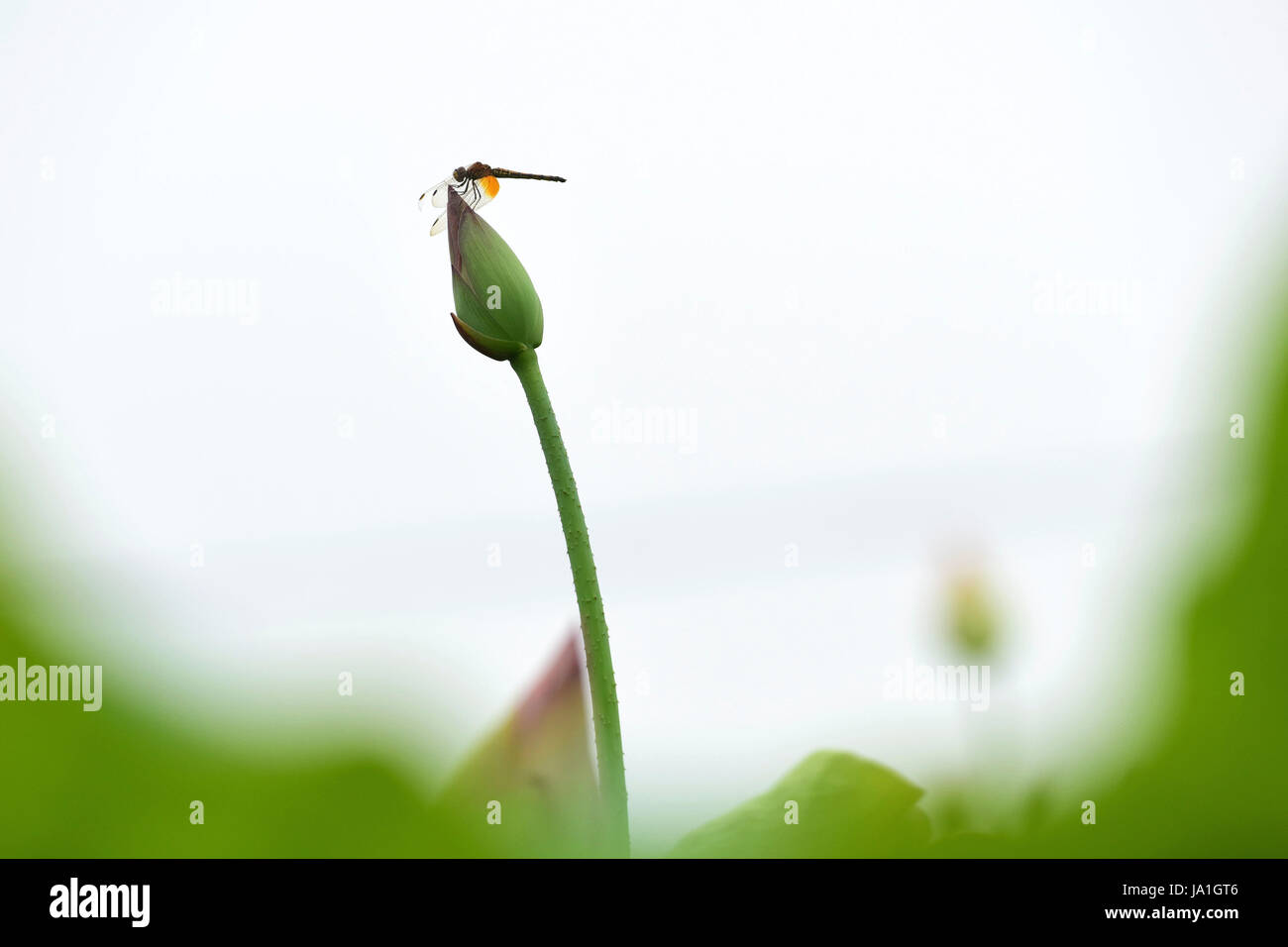 Guilin, della Cina di Guangxi Zhuang Regione autonoma. Il 4 giugno, 2017. Una libellula sorge su una lotus bud nella città di Guilin, sud della Cina di Guangxi Zhuang Regione autonoma, Giugno 4, 2017. Credito: Li Zhongbo/Xinhua/Alamy Live News Foto Stock