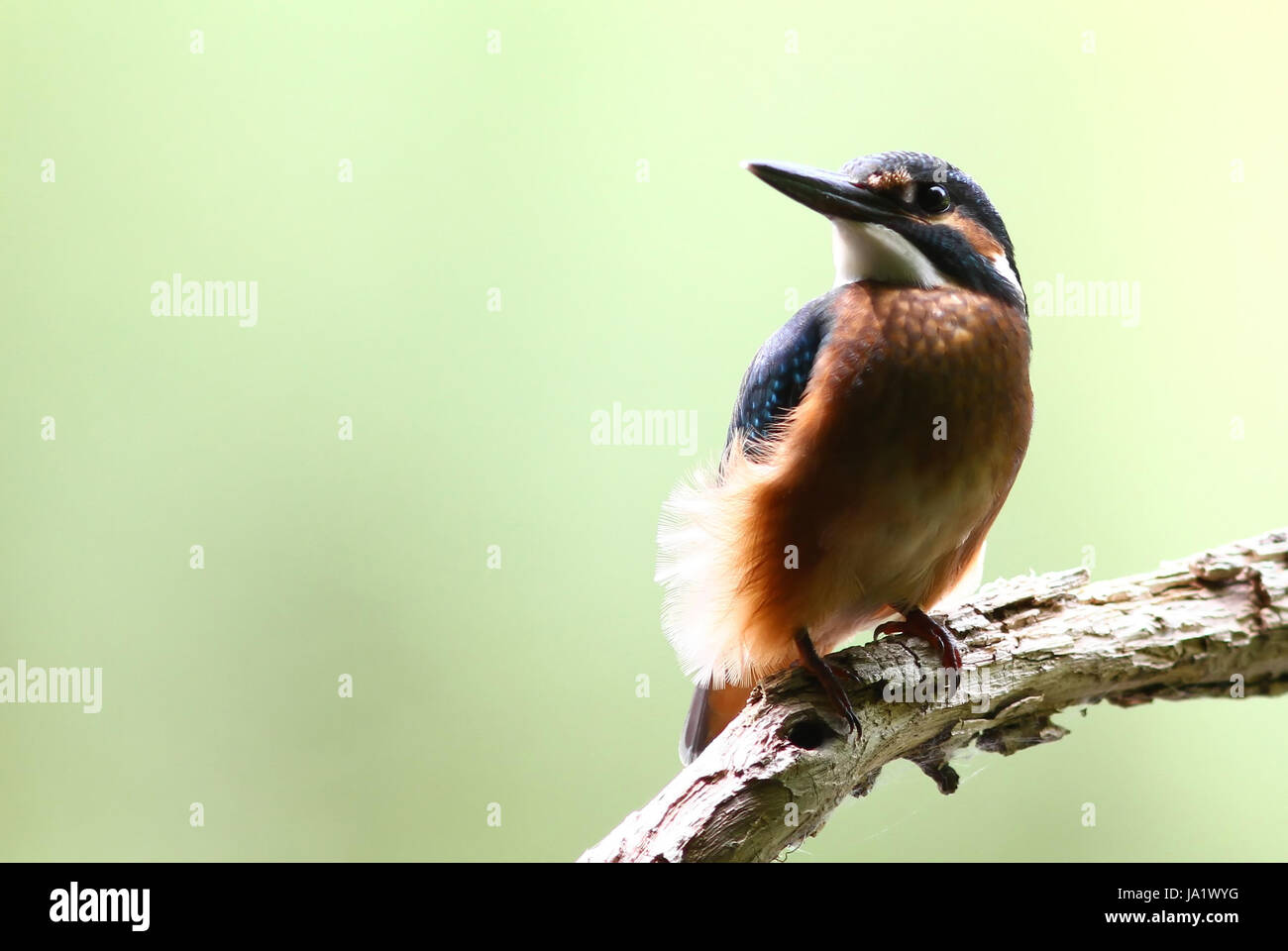 Ambiente, ambiente, animali, uccelli, animali, uccelli, natura, blu Foto Stock