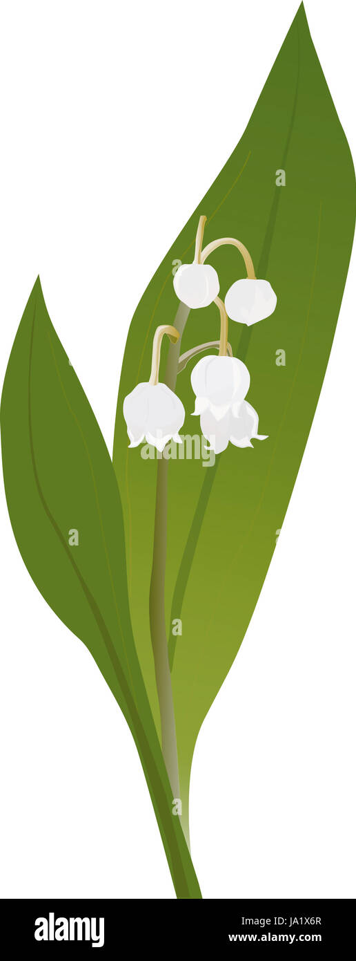 Eine zarte Maiglšckchen Pflanze detailiert illustriert mit ihrer schšnen BlŸtenpracht. Leider werden die BlŠtter des Maiglšckchens oft von Sammlern BŠrlauch verwechselt, era zu schweren Vergiftungen fŸhrt. Foto Stock