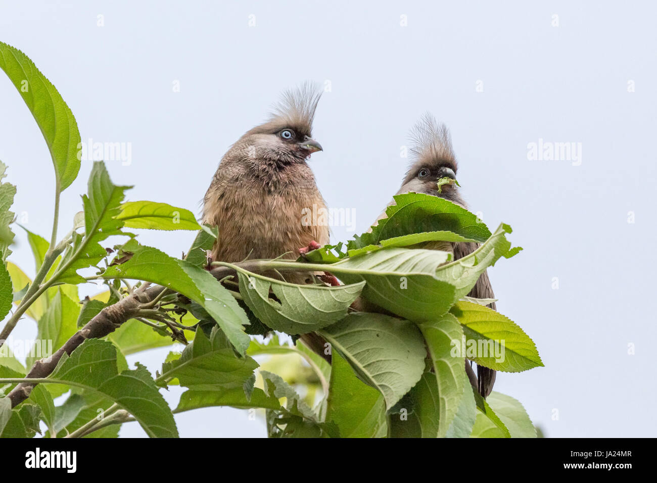 Foglia, bird, foglie, becco, fauna selvatica, mangiare, mangiare, mangia, fogliame, la natura e la bellezza Foto Stock