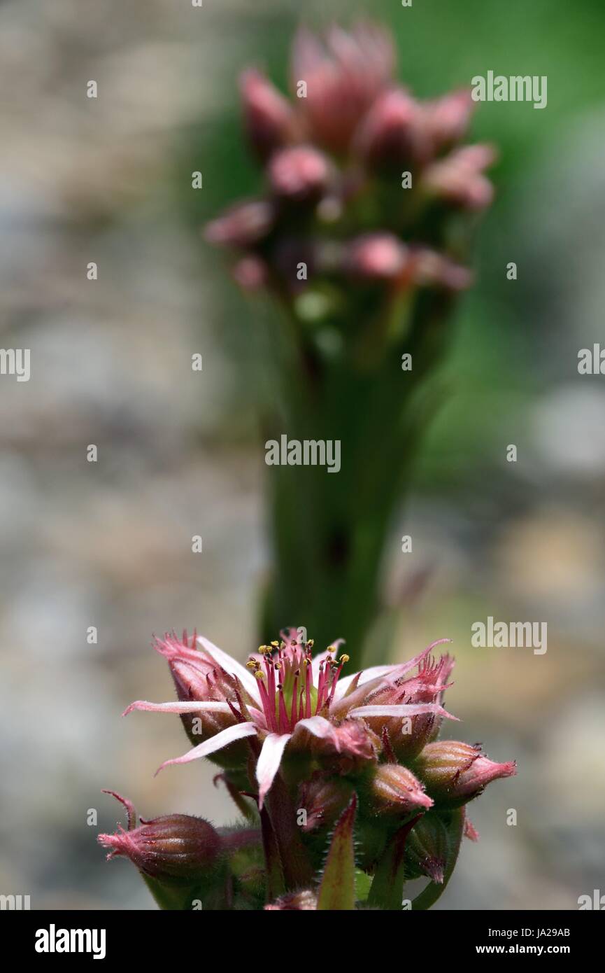 Nectar aperto Foto Stock