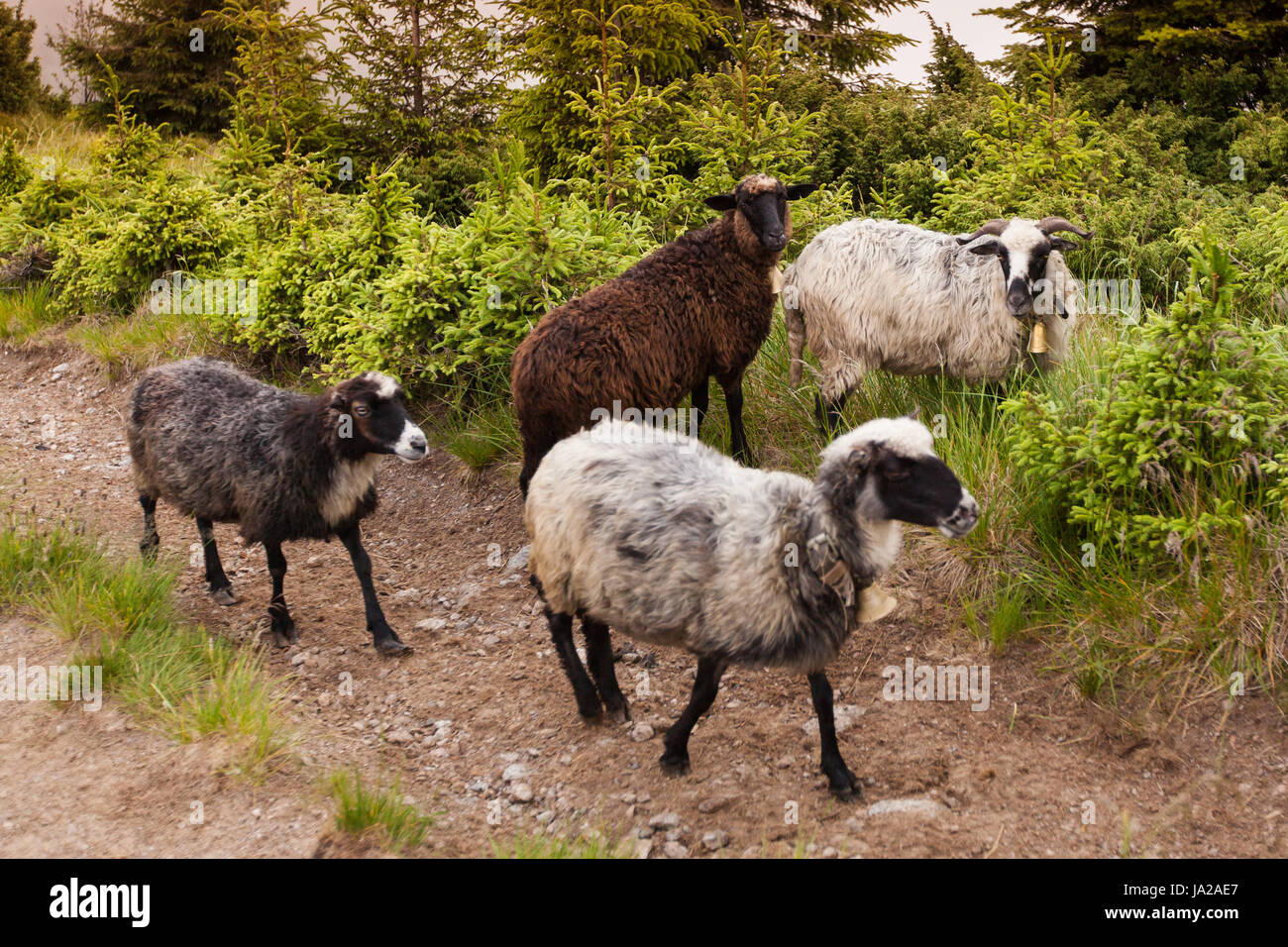 Animale, Agricoltura, agricoltura, allevamento, bestiame, paese, casalinga, domestici, Foto Stock