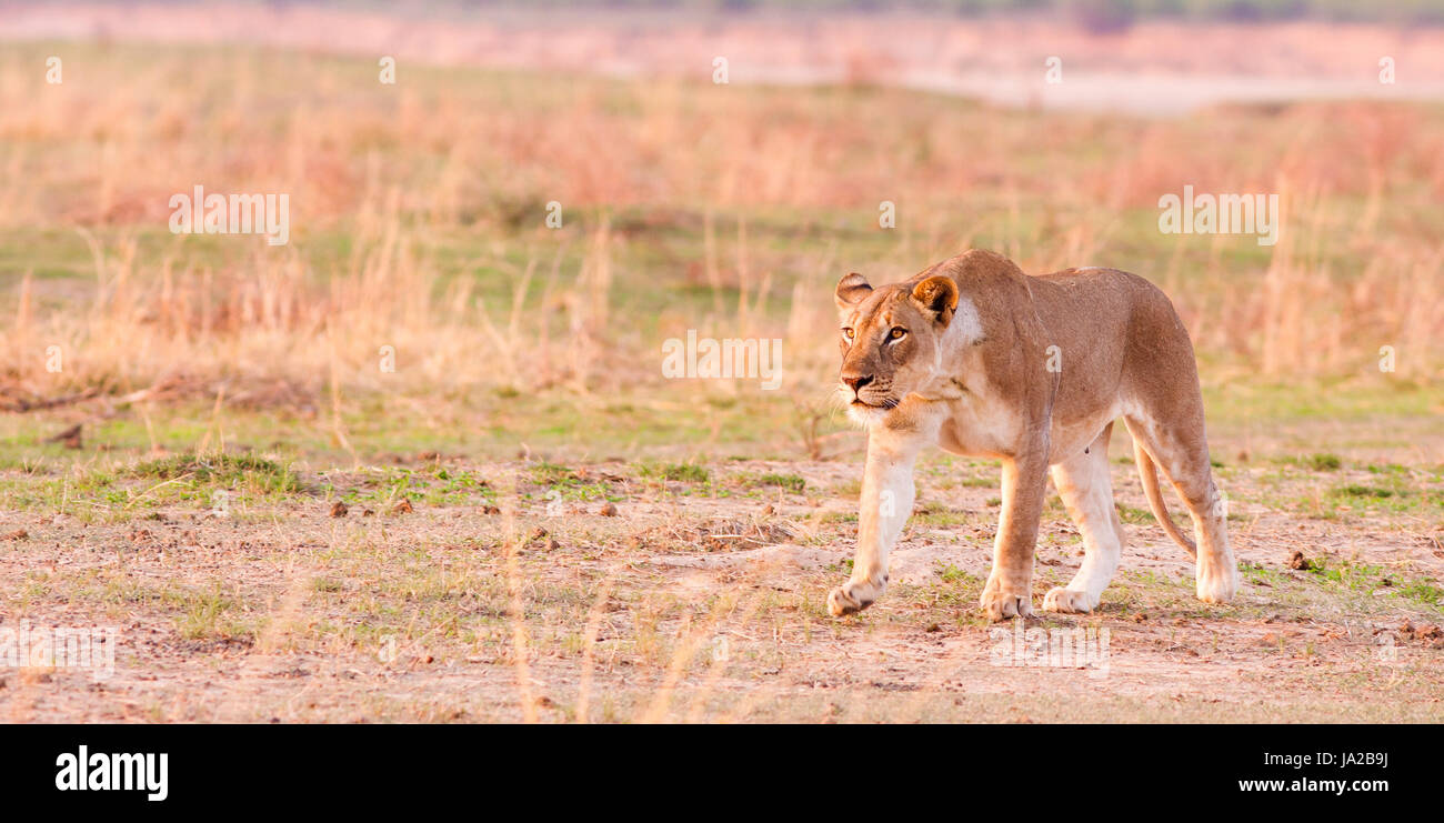 Animale selvaggio, lion, gatto, Gatto grande, predatore felino, Hunter, della fauna selvatica, Safari Foto Stock