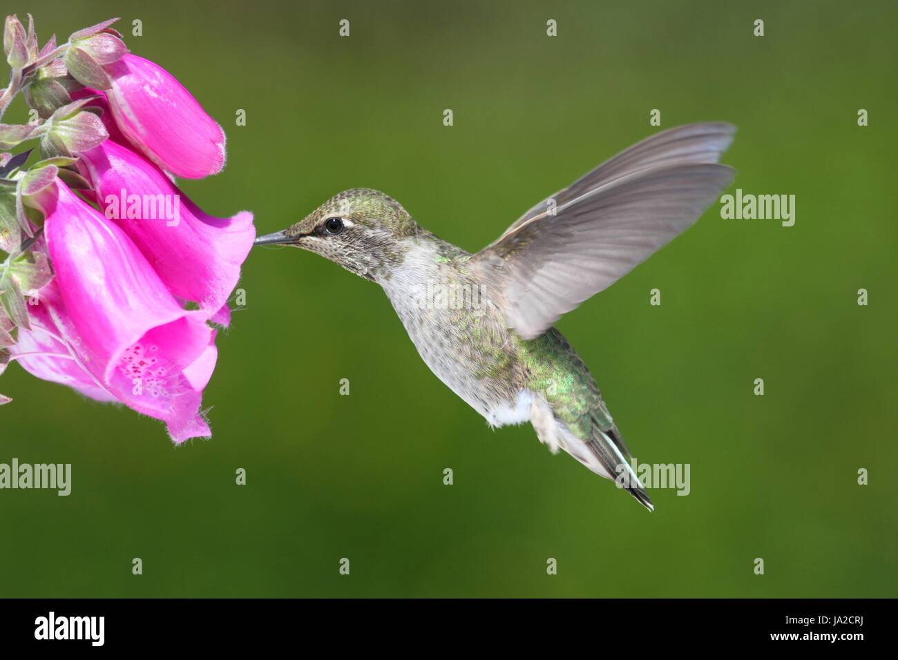 Flower, pianta selvatica, uccelli selvatici, Hummingbird, prato verde natura animale, Foto Stock
