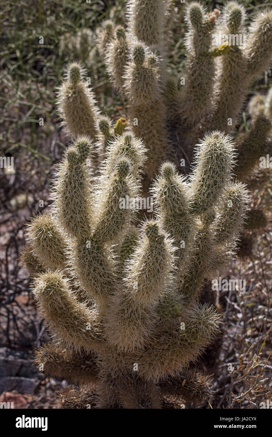 I cactus in un deserto giardino. Foto Stock