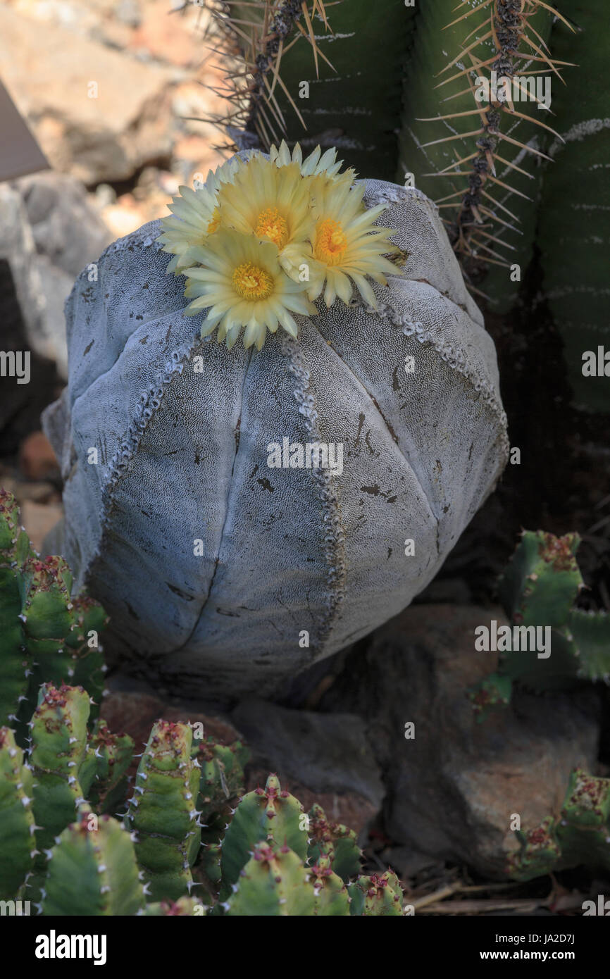 Vescovo la mitra cactus (Astrophytum myriostigma) con fiori Foto Stock