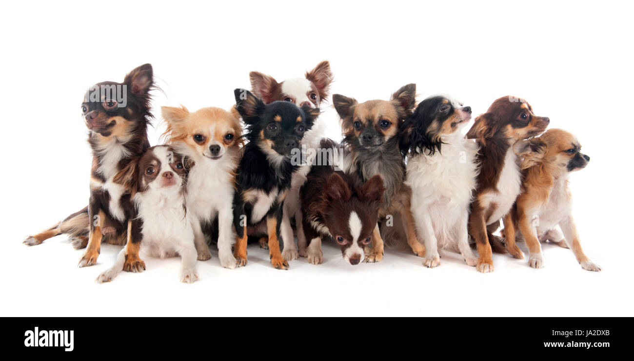 Animale, pet, cane, cani, dieci, gruppo, bella beauteously, Nizza, marrone, Foto Stock