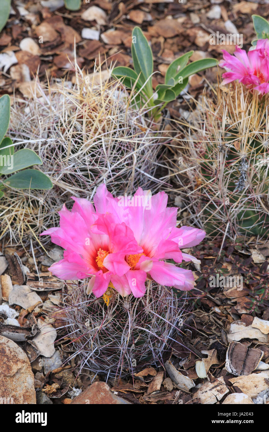 Gloria del Texas cactus wuth fiore (Thelocactus bicolor) Foto Stock