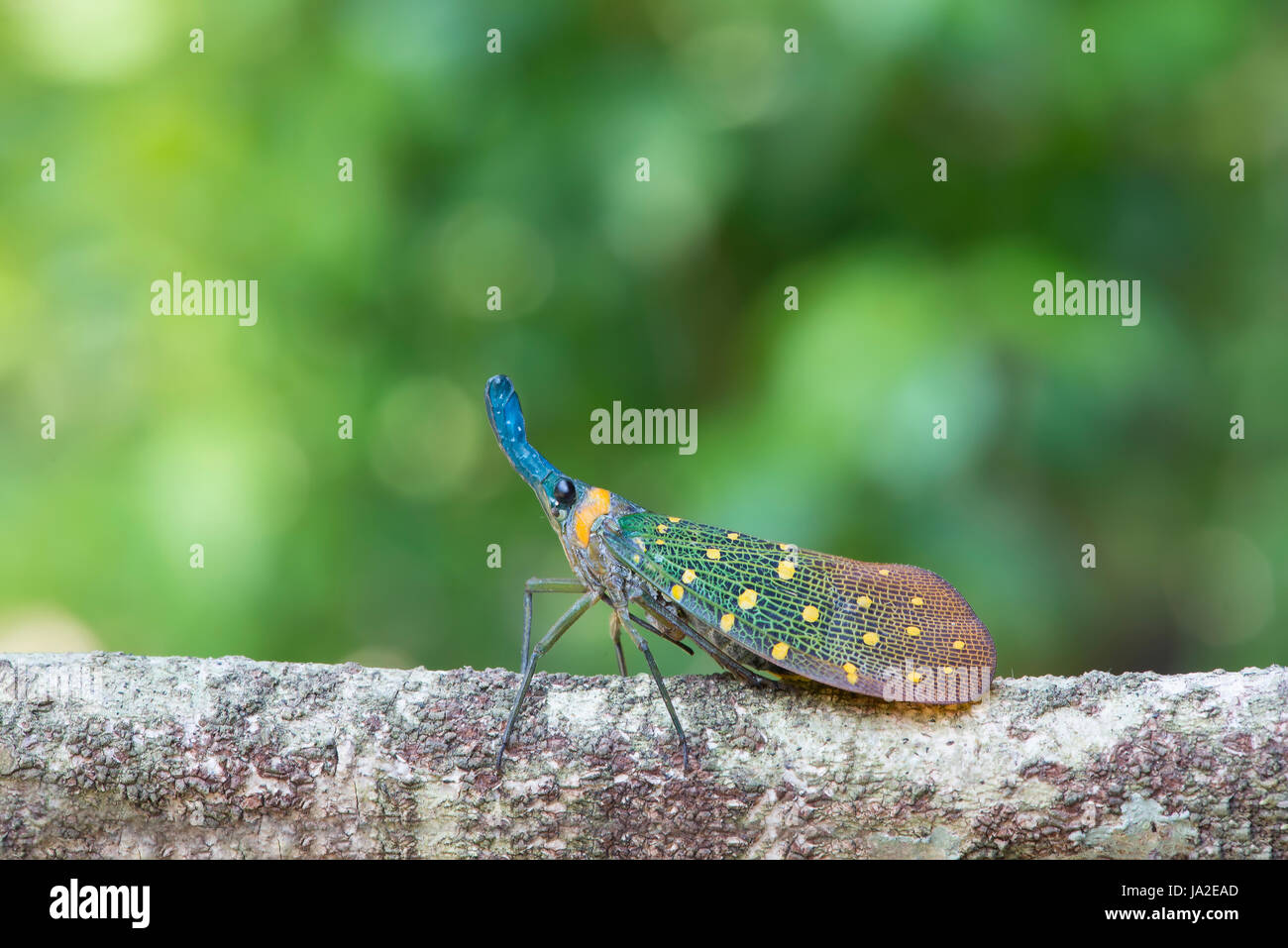 Lanterna bug . pyrops whiteheadi specie da Sabah, Malesia. Foto Stock