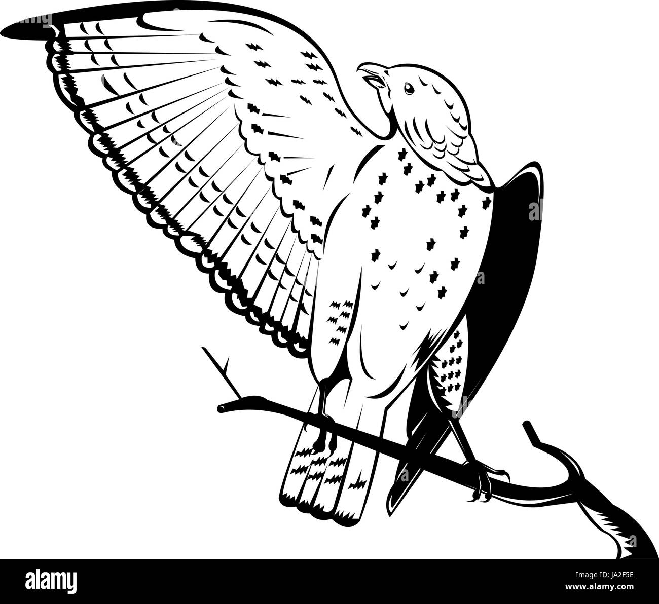 Isolato, animali, uccelli, illustrazione, ramo, fauna selvatica, retrò, falco nero e Foto Stock
