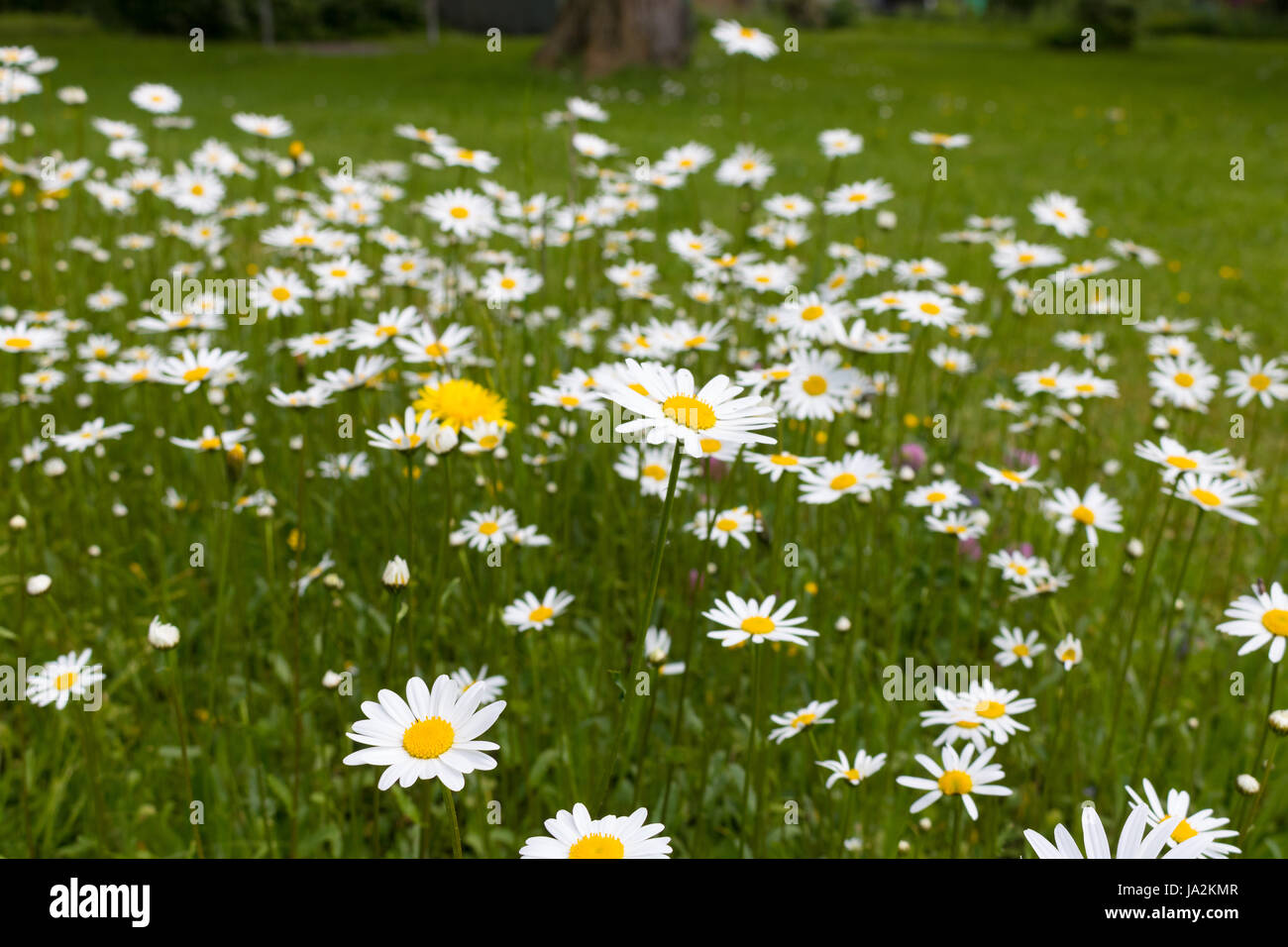 Ox-Eye Daisy, Oxeye Daisy, Magerwiesen-Margerite, Magerite, Wiesenmagerite (Leucanthemum vulgare), alpino. Foto Stock