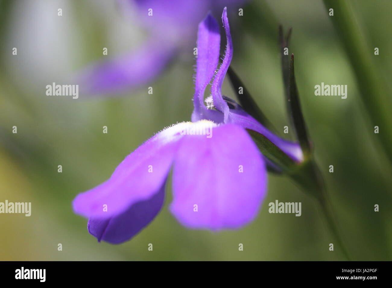 Piccolo, minuscolo, poco, a breve, di vecchio stile, usurati, obsoleto anacronistico, blu Foto Stock