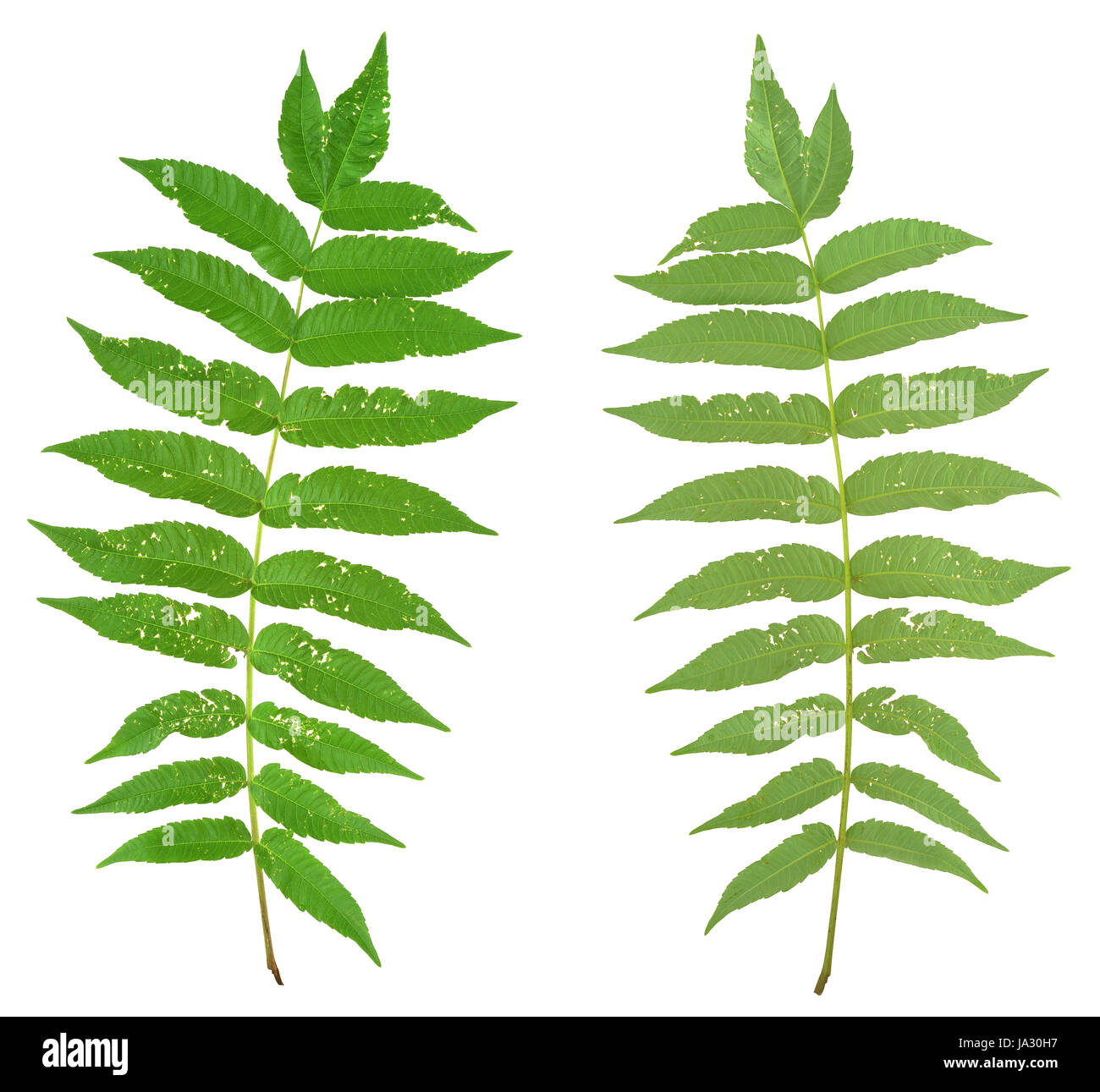 Chiudere, cibo, aliment, leaf, macro close-up, macro di ammissione, vista ravvicinata, Foto Stock