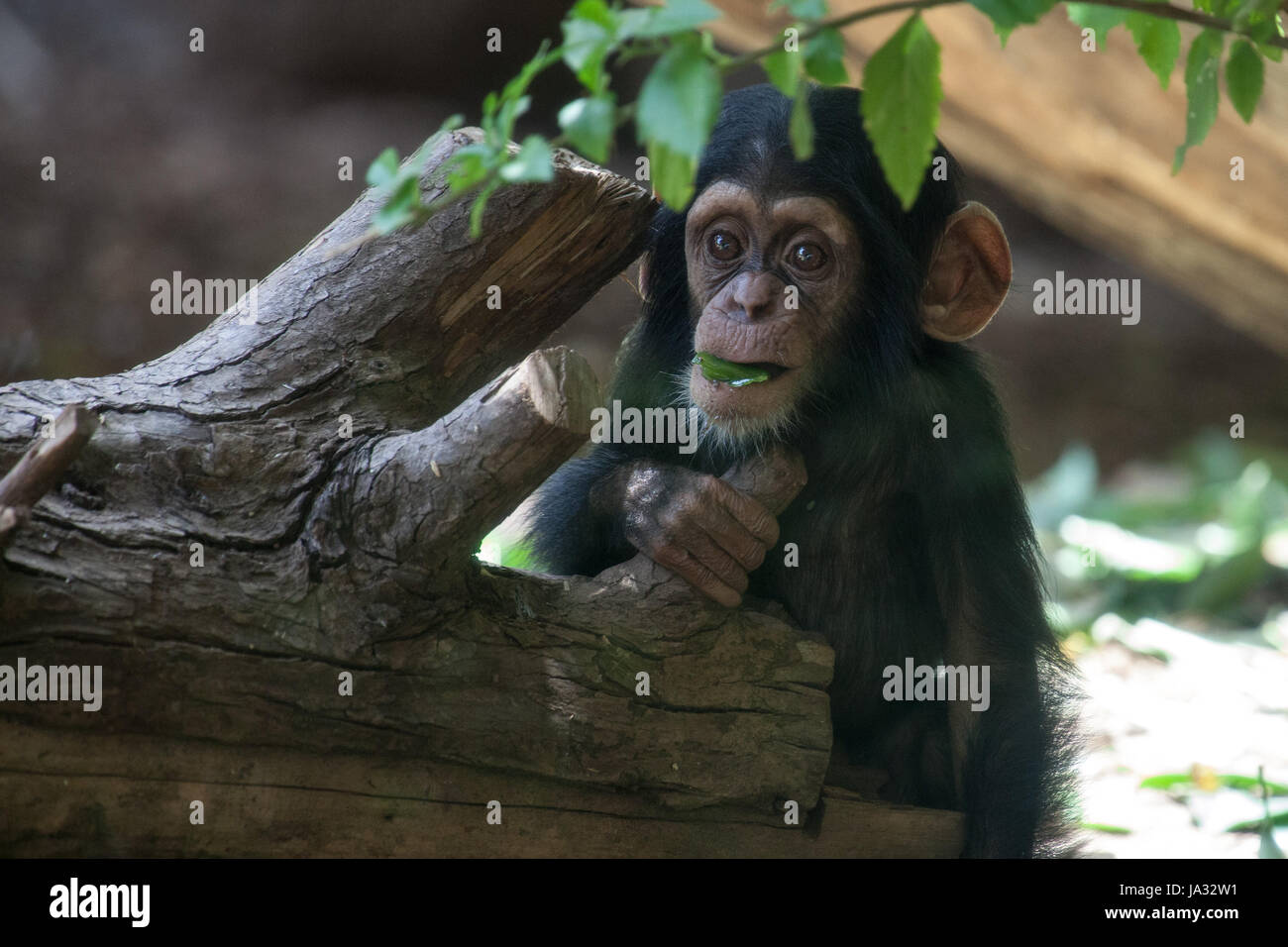Mammifero,ritratto,scimmia,uno scimpanzé,antropoidi,carino,giovane,giovani,testa Foto Stock