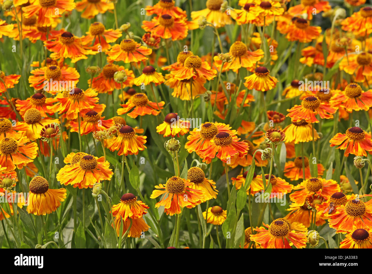 Helenium in arancione e rosso Foto Stock