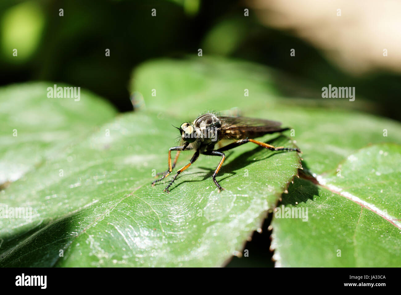 Mosche, la prospettiva aerea, leaf, macro close-up, macro di ammissione, close up Foto Stock