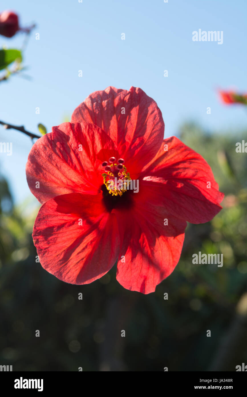 Bellissimi fiori di ibisco nella struttura ad albero della fioritura in giardino, vicino, spazio di copia Foto Stock