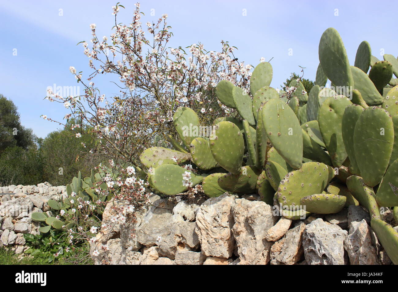 Lndlicher frhling auf mallorca Foto Stock