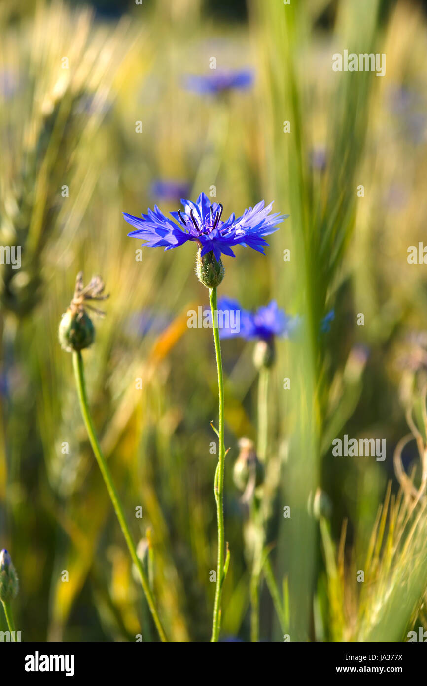 Fiore, impianto, fioritura, Fiordaliso, blu, leaf, oggetti, macro close-up, Foto Stock