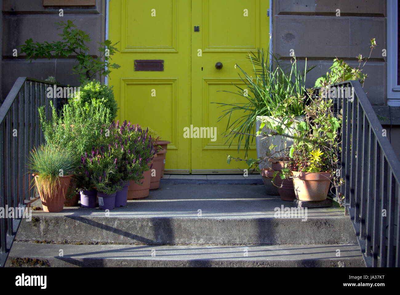 Giallo senape porta anteriore con piante e scale Glasgow west end Foto Stock