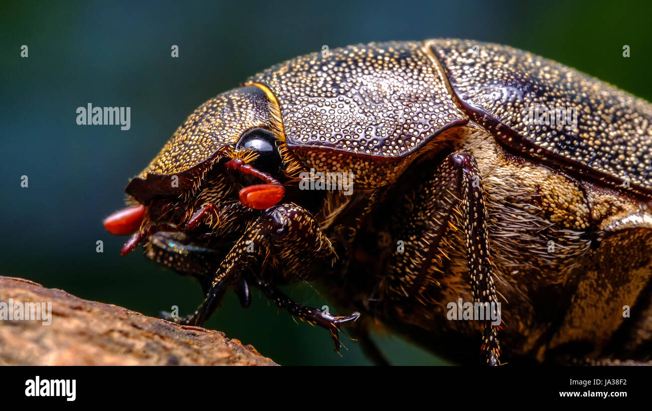 Scarabeo dello Scarab Foto Stock