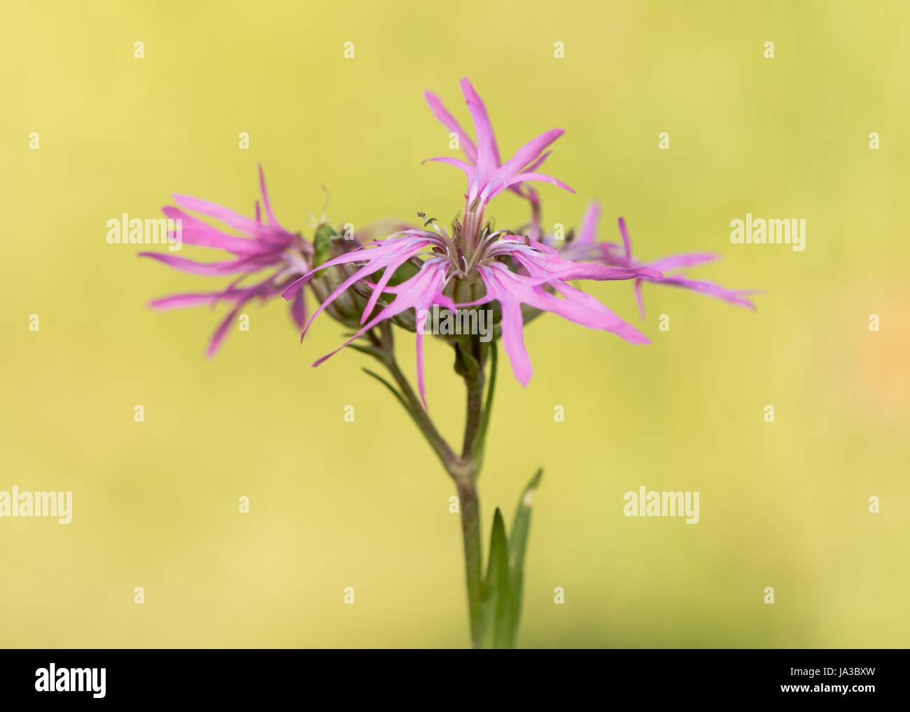 Ragged Robin (Lychnis flos-cuculi) piante in fiore. Fiori di colore rosa sulla pianta della famiglia Caryophyllaceae, con strani petali incompleta Foto Stock