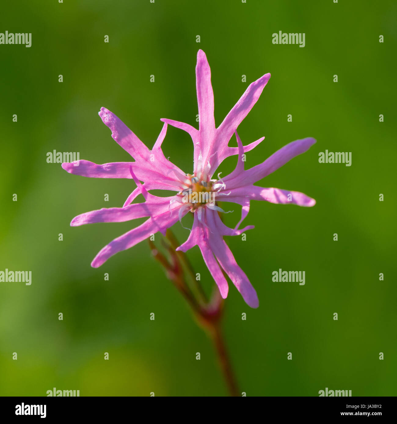Ragged Robin (Lychnis flos-cuculi) unico fiore. Fiore rosa nella famiglia Caryophyllaceae, con strani petali incompleta Foto Stock