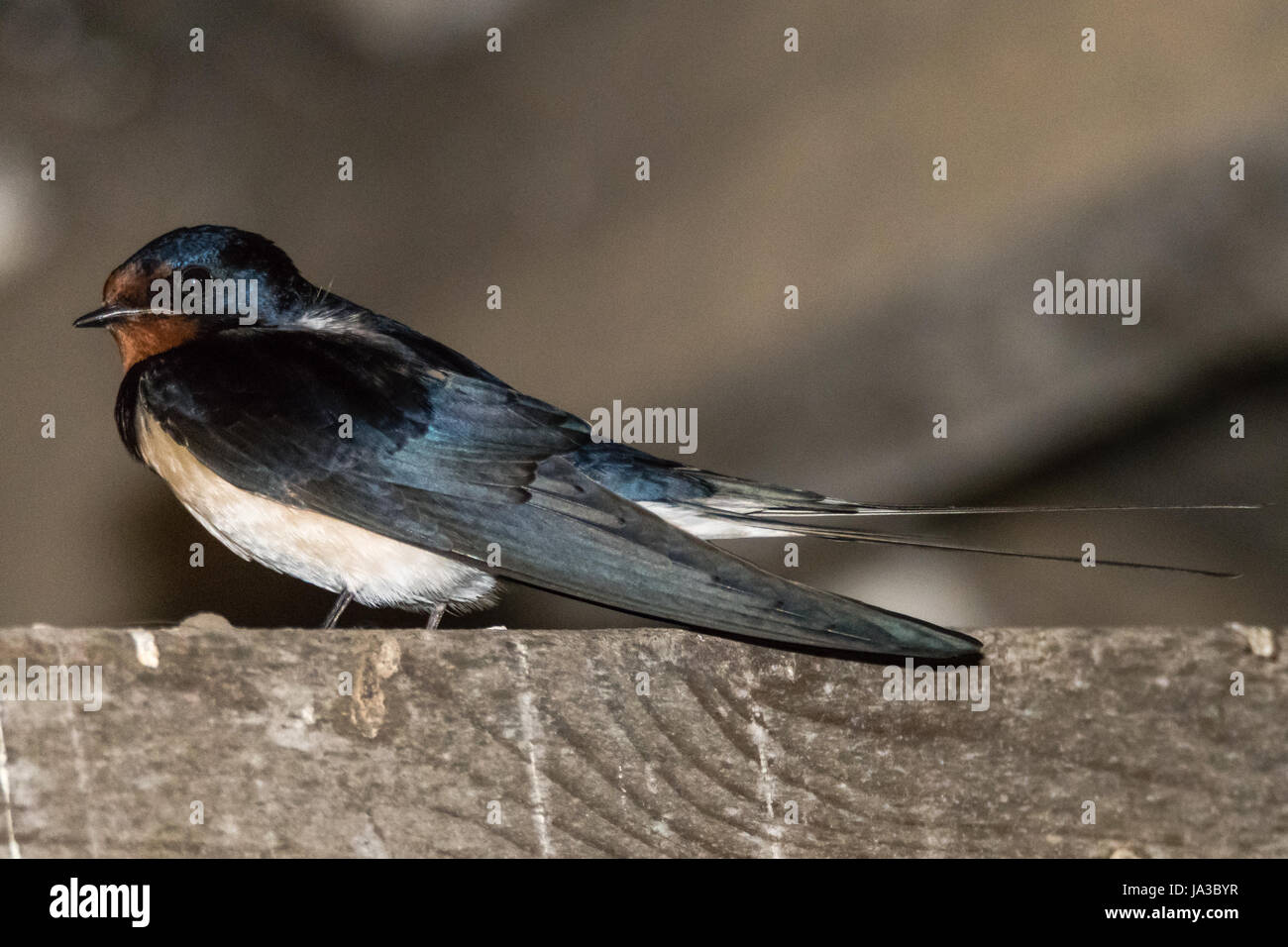 Rondine (Hirundo rustica) nel profilo. Uccello della famiglia Hirundinidae appollaiato sulla trave di legno in stabile Foto Stock