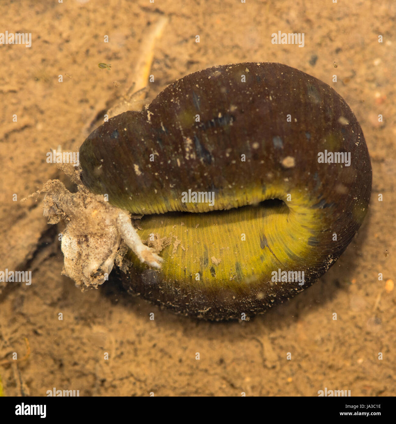 Leech mangiare i capretti newt. Sanguisuga di grandi dimensioni nella famiglia Hirudidae attaccando un anfibio in Cardiff Bay zone umide Foto Stock